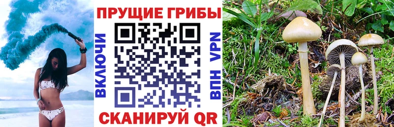 Галлюциногенные грибы GOLDEN TEACHER  Анжеро-Судженск 